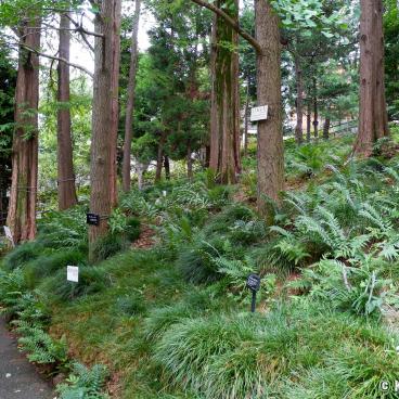 Akatsuka Botanical Garden in Narimasu (Tokyo)