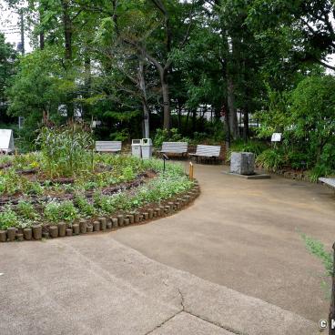 Akatsuka Botanical Garden (Narimasu, Tokyo), Flower bed