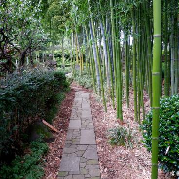 Akatsuka Botanical Garden (Narimasu, Tokyo), Japanese garden and bamboo grove 2