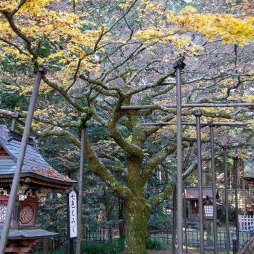 Kitaguchi Hongu Fuji Sengen (Fujiyoshida), Nanairo momiji maple alley