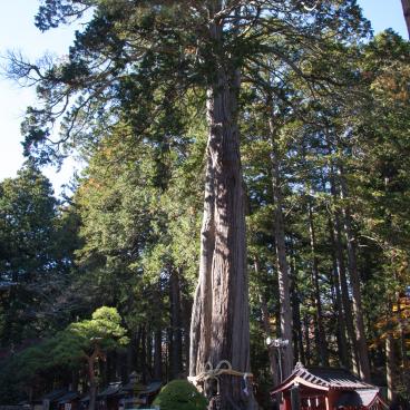 Kitaguchi Hongu Fuji Sengen (Fujiyoshida), Sacred cedar tree