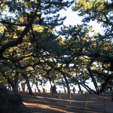 Miho no Matsubara (Shizuoka), Pine tree forest along the beach