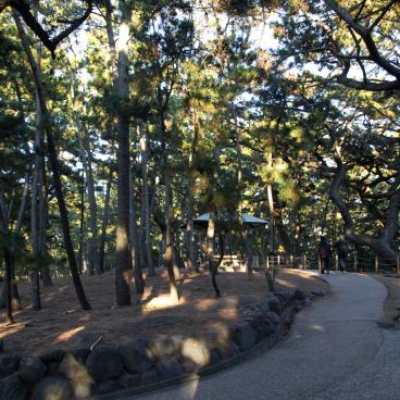 Miho no Matsubara (Shizuoka), Pine tree forest along the beach 2
