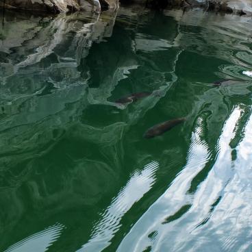 Oboke Koboke Gorges (Shikoku), Yoshino river