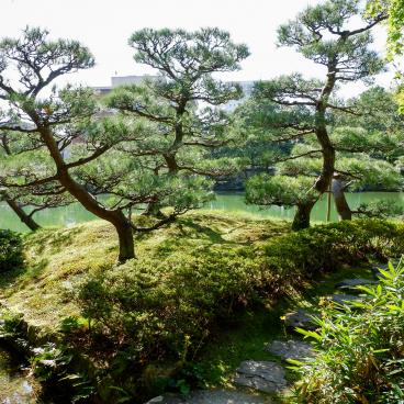 Yokokan Garden (Fukui), Pine trees along the walking path
