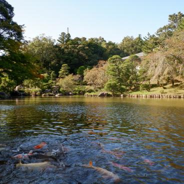 Narita-san Park, Pond with koi carps in the Japanese garden