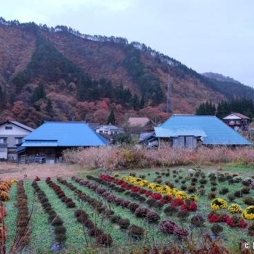 Oku Aizu (Kaneyama), View on the village houses and chrysanthemum fields in November