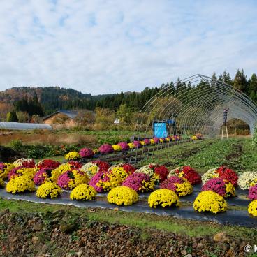 Oku Aizu, View on the chrysanthemum fields in November