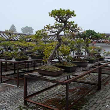 Aizu-Wakamatsu, Tsuruga Castle, Bonsai exhibition
