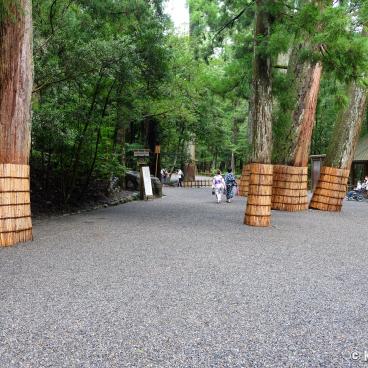 Ise Jingu, Trees covered with protective gears in Naiku inner shrine (Kotai-jingu)