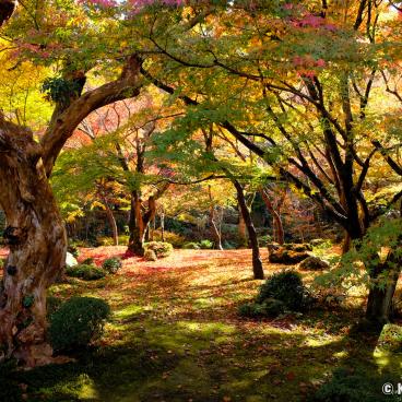 Enko-ji, Jyu-gyu no niwa garden in autumn