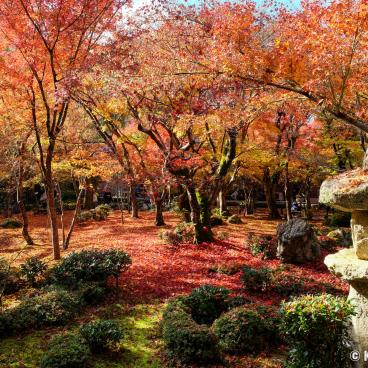 Enko-ji, Jyu-gyu no niwa garden in autumn 2