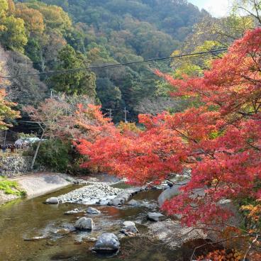 Yase area, Takano River and red mapple trees near Ruriko-in