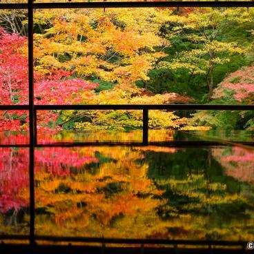 Ruriko-in, Ruri-no-niwa garden reflected on the lacquered table in autumn 2