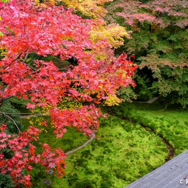 Ruriko-in, Ruri-no-niwa garden and its maple trees in autumn