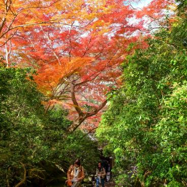 Ruriko-in, Path to the main pavilion's entrance in autumn