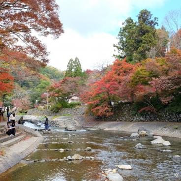 Yase area, Takano River and red mapple trees near Ruriko-in 3