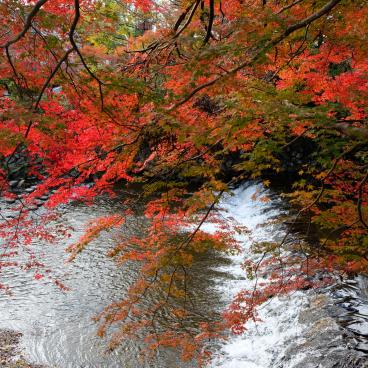 Yase area, Takano River and red mapple trees near Ruriko-in 4