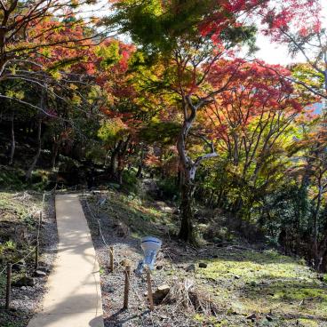 Yase area, Red mapple trees near Ruriko-in