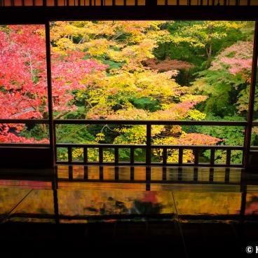 Ruriko-in, Ruri-no-niwa garden reflected on the lacquered table in autumn