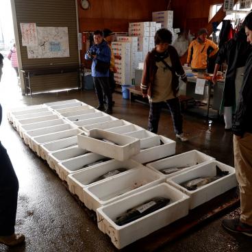 Murakami (Niigata), Auction of salmons fished on Miomote River