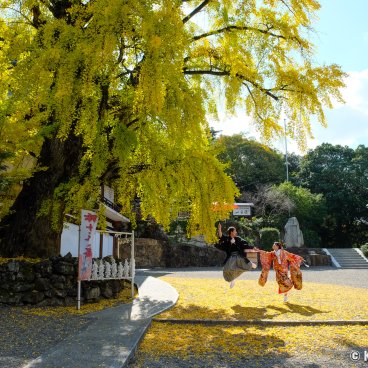 Kibitsu-jinja (Okayama), Japanese couple under the sacred yellow ginkgo tree