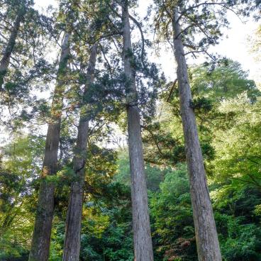 Eihei-ji (Fukui), View on the forest