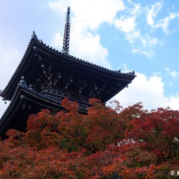 Shinnyo-do (Shinshogokuraku-ji), View on the red maple trees and the pagoda