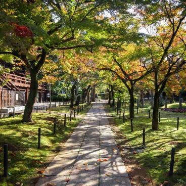 Shinnyo-do (Shinshogokuraku-ji), Path under the trees and moss beds
