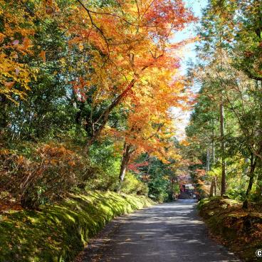 Manshu-in (Kyoto), Mapple trees alley in autumn