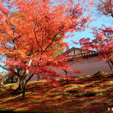 Manshu-in (Kyoto), Walls of the temple's enclosure in autumn