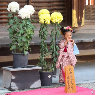 Sumiyoshi Taisha (Osaka), Photo shooting session with a little girl wearing a kimono for Shichi-Go-San in November