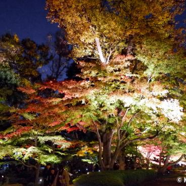 Otaguro Park (Tokyo), Night view on the Japanese garden's maple trees in autumn 2