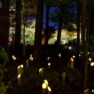 Otaguro Park (Tokyo), Night illumination of the Japanese garden in autumn