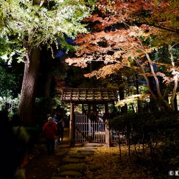 Otaguro Park (Tokyo), Night view on the entrance of the Japanese garden in autumn
