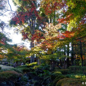 Otaguro Park (Tokyo), View on the maple trees of the Japanese garden in autumn
