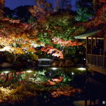 Otaguro Park (Tokyo), Night view on the pond of the Japanese garden in autumn