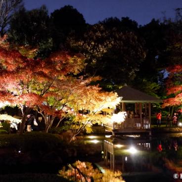 Otaguro Park (Tokyo), Night view on the pond of the Japanese garden in autumn 2