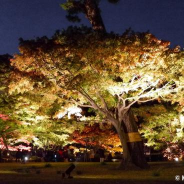 Otaguro Park (Tokyo), Night view on the Japanese garden's maple trees in autumn