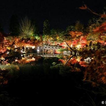 Eikan-do (Kyoto), Night illumination during the Koyo period