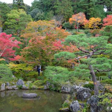 Ginkaku-ji, View on the red maple trees in autumn