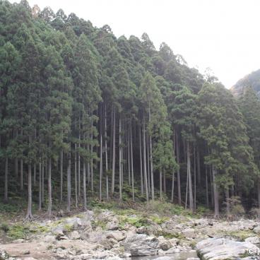 Hozugawa kudari (Kameoka), View on the forest 2