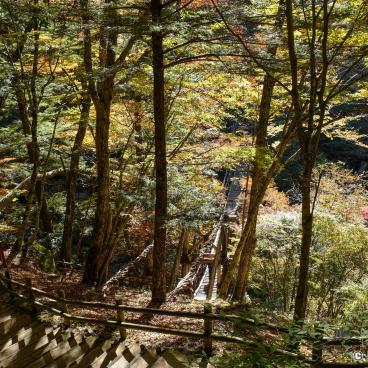 Iya Valley in Shikoku, Suspended bridge in the forest
