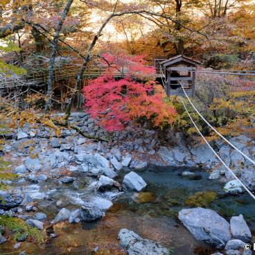 Iya Valley in Shikoku, Wild Monkey Bridge and momiji maple trees 2