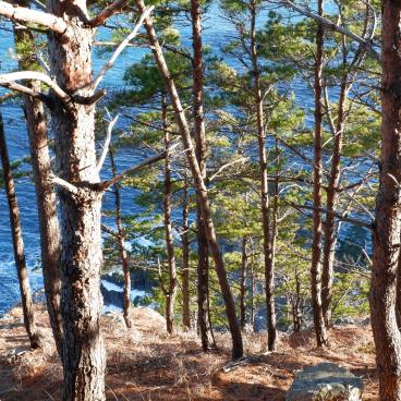 Kitayamazaki Cliffs (Tohoku), View on the pine trees and the ocean