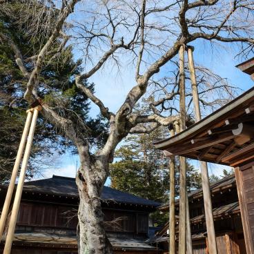 Tamozawa Imperial Villa Memorial Park in Nikko, View on the buildings and a shidare zakura in winter 2