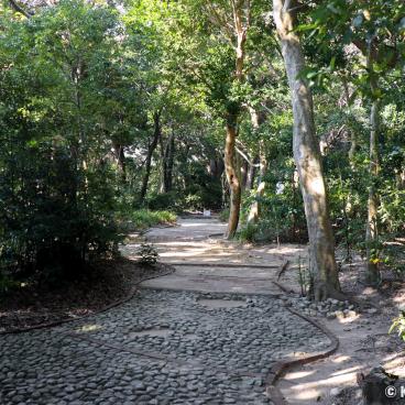 Mikimoto Pearl Island, Walking path under pine trees 2