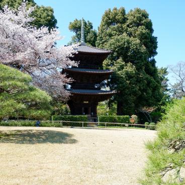 Chinzan-so Teien (Tokyo), Three-story pagoda and blooming cherry tree