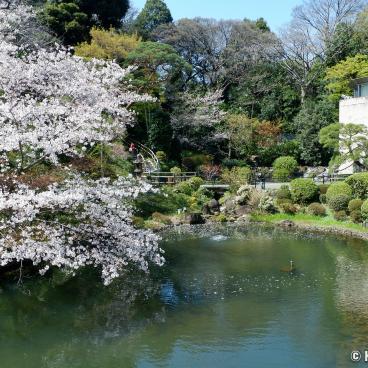 Chinzan-so Teien (Tokyo), Yasuichi pond and blooming cherry tree