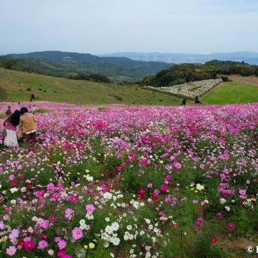 Awaji, Awaji Hanasajiki floral park during the cosmos blooming season in autumn